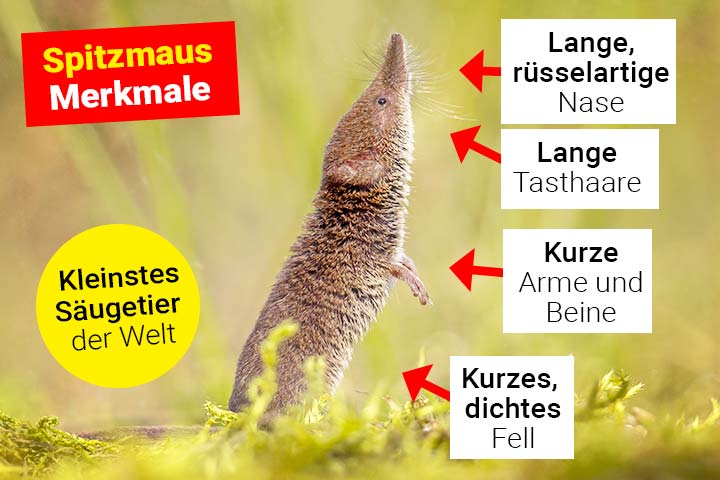 Spitzmaus Merkmale