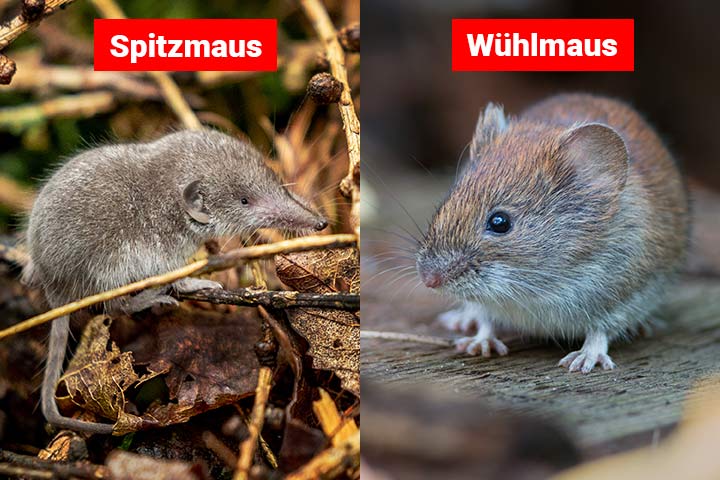 Spitzmaus oder Wühlmaus - Wo ist der Unterschied?