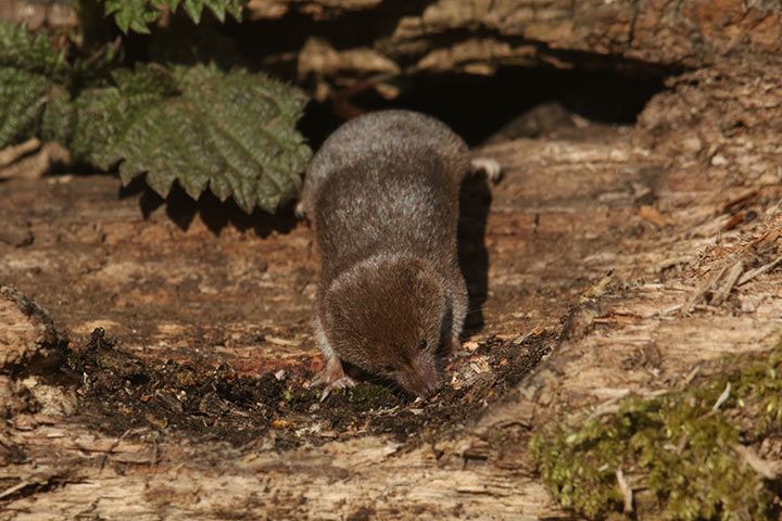 Waldspitzmaus