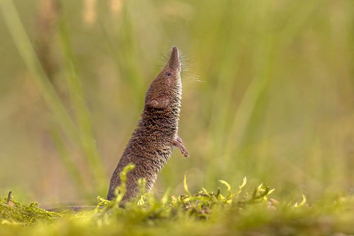 Zwergspitzmaus