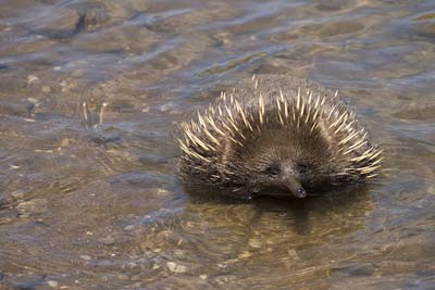 Ameisenigel