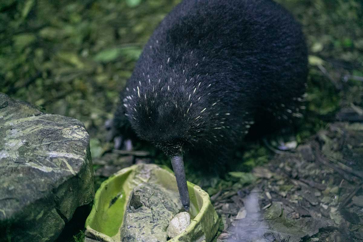 Langschnabeligel