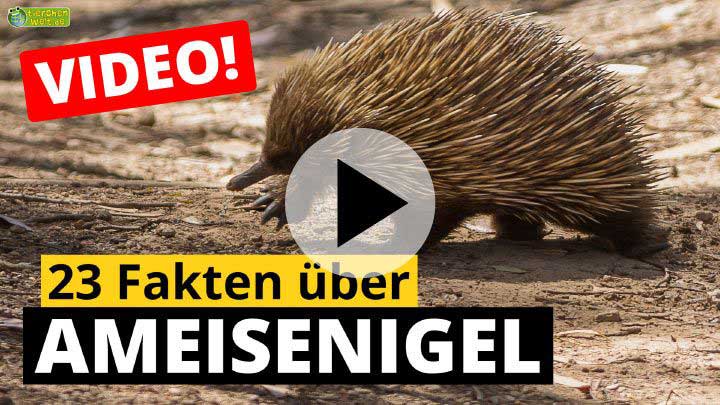 Video Ameisenigel