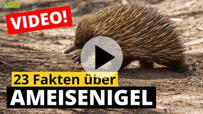 Video Ameisenigel