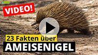 Video Ameisenigel