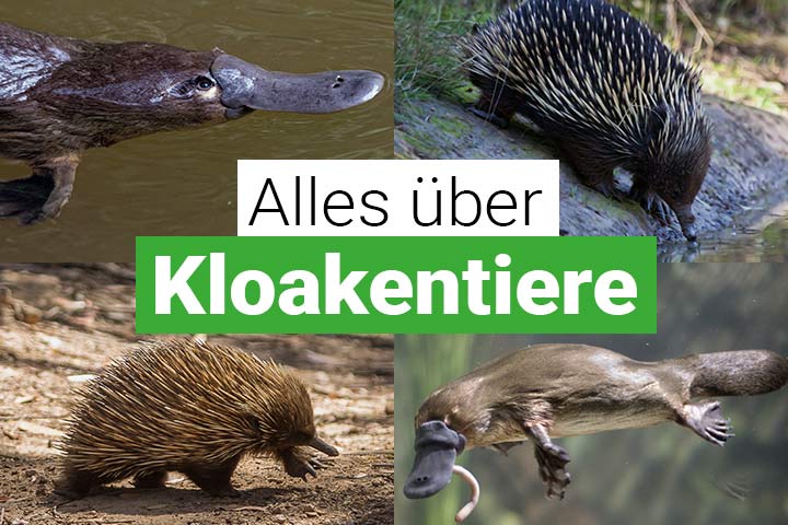 Alles über Kloakentiere