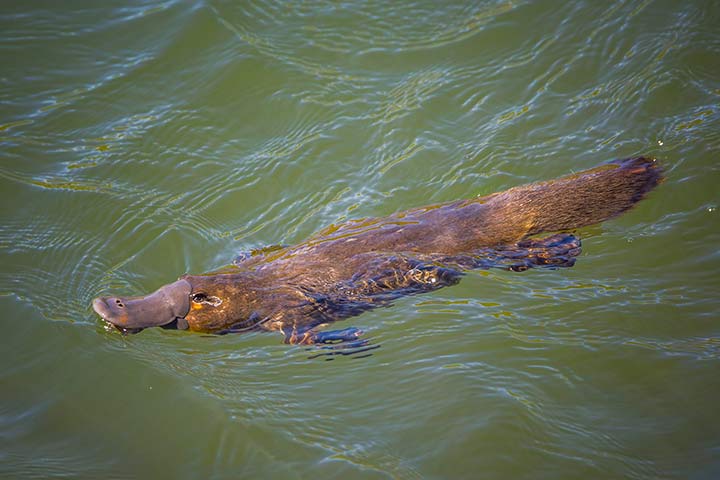 Schnabeltier im Wasser