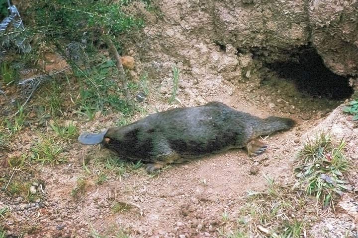 Schnabeltier vor seiner Höhle
