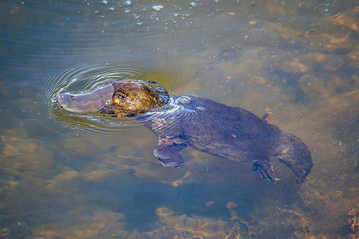 Schnabeltier im Wasser