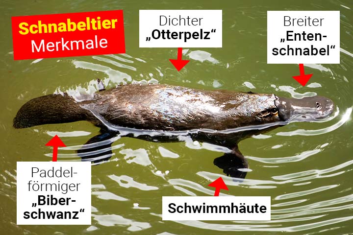 Schnabeltier Merkmale