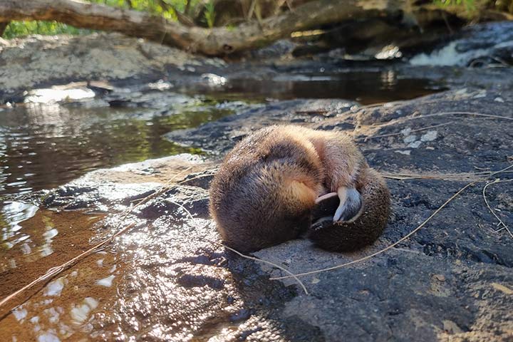 Schlafendes Schnabeltier