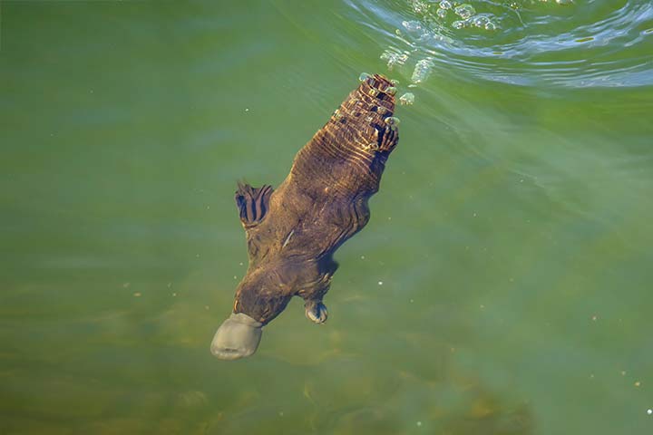 Tauchendes Schnabeltier