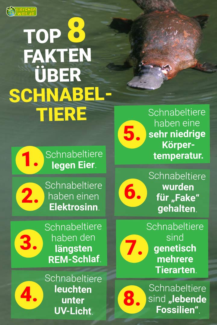 8 erstaunliche Eigenschaften, die das Schnabeltier von anderen Säugetieren unterscheidet