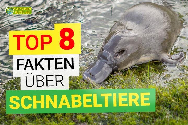 8 Fakten über Schnabeltiere