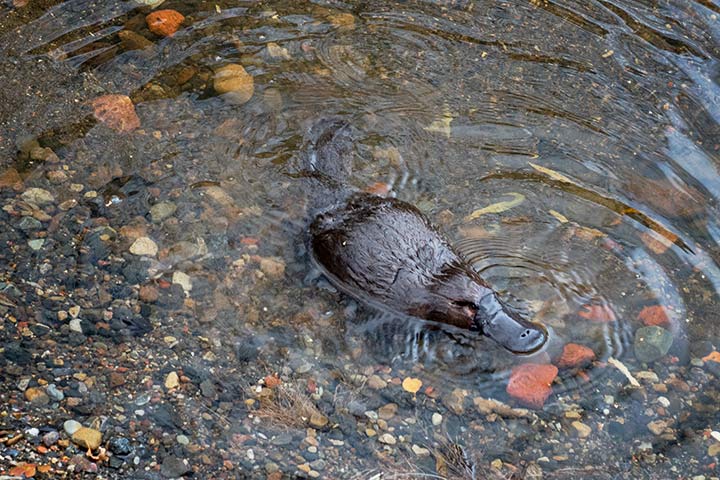 Schnabeltier im Wasser