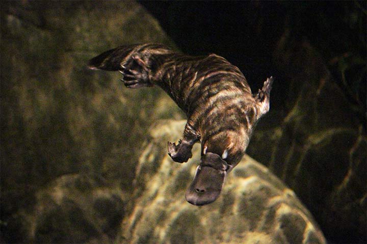 Schnabeltier unter Wasser