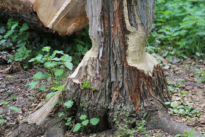Von einem Biber sanduhrförmig abgenagter Baum