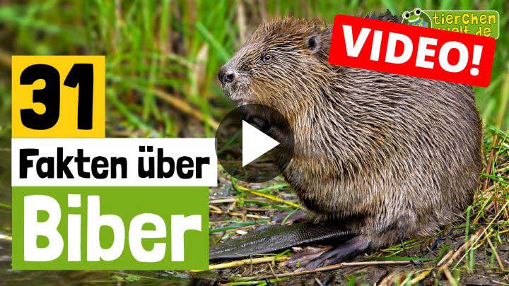 Video Biber