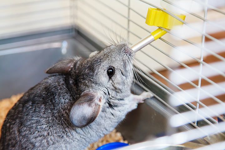 Chinchilla