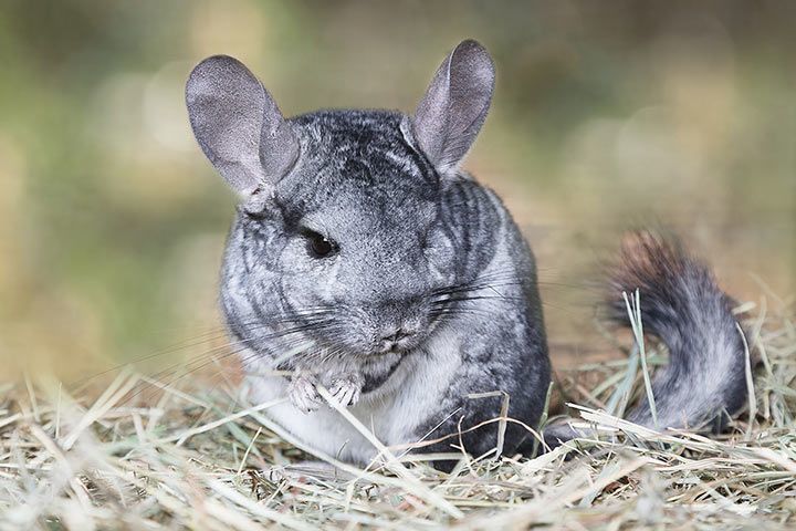 Chinchilla