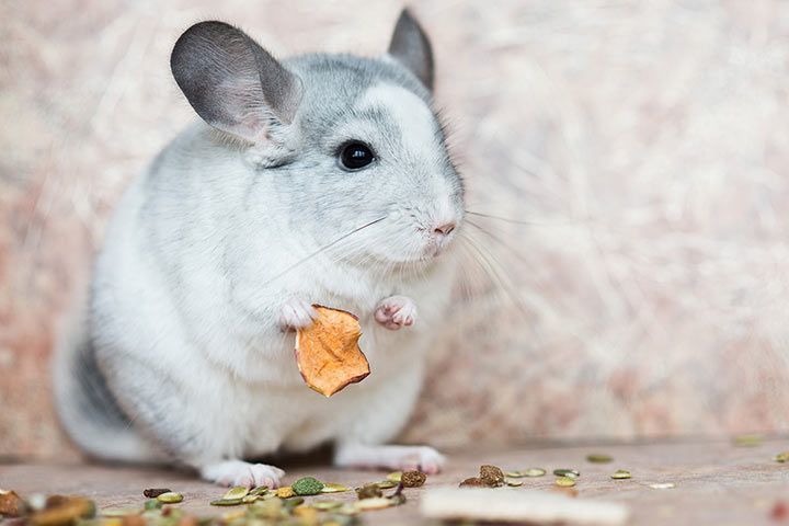 Chinchilla