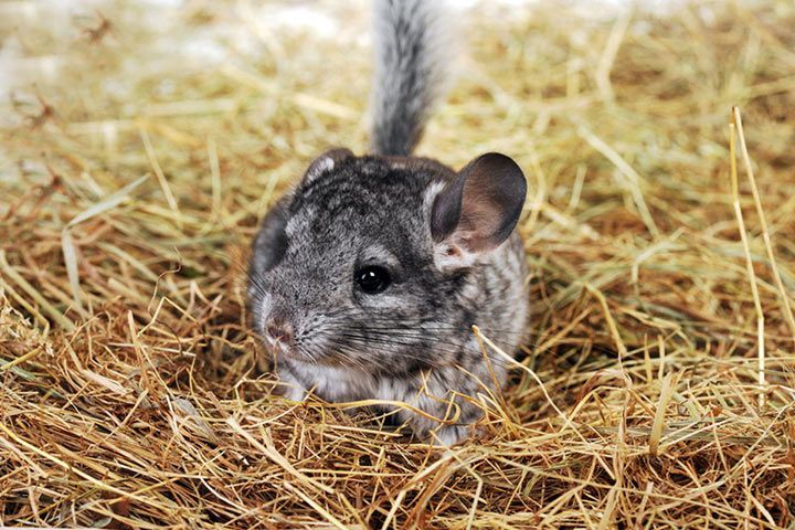 Chinchilla