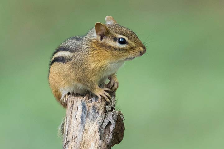 Chipmunk