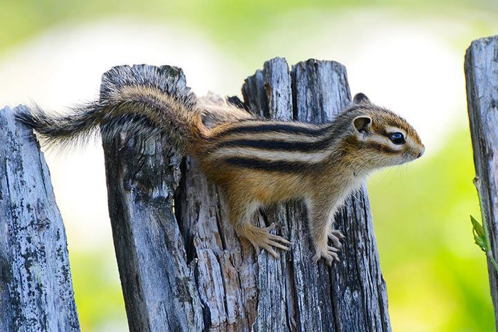 Chipmunk