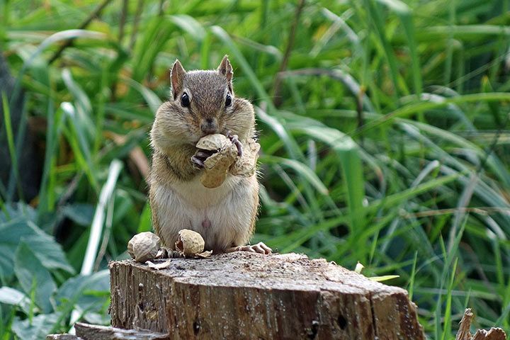 Chipmunk