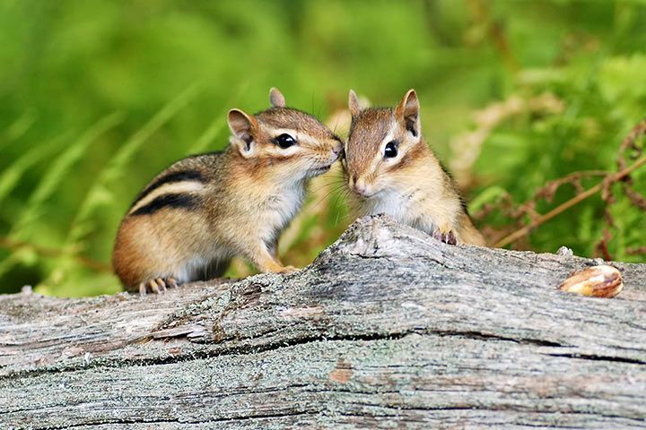 Chipmunk