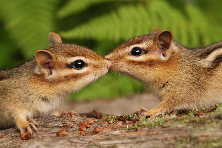 Streifenhörnchen