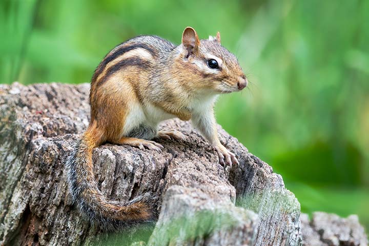 Chipmunk