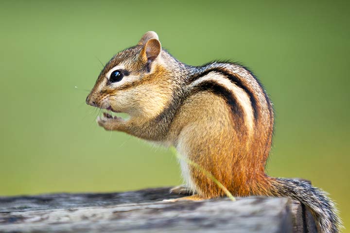Chipmunks haben auffällige Streifen auf dem Rücken