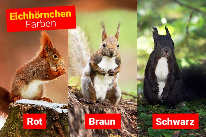 Die Fellfarben des Eurasischen Eichhörnchens sind Rot, Braun und Schwarz