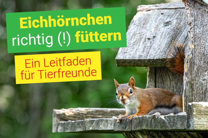 Ein Eichhörnchen am Futterhaus
