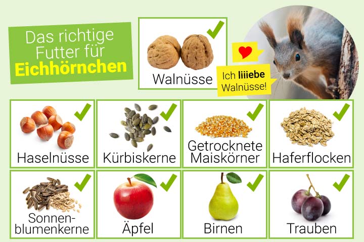 Gutes Futter für Eichhörnchen
