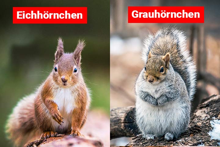 Eichhörnchen vs. Grauhörnchen