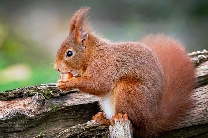 Ein Eichhörnchen isst eine Haselnuss