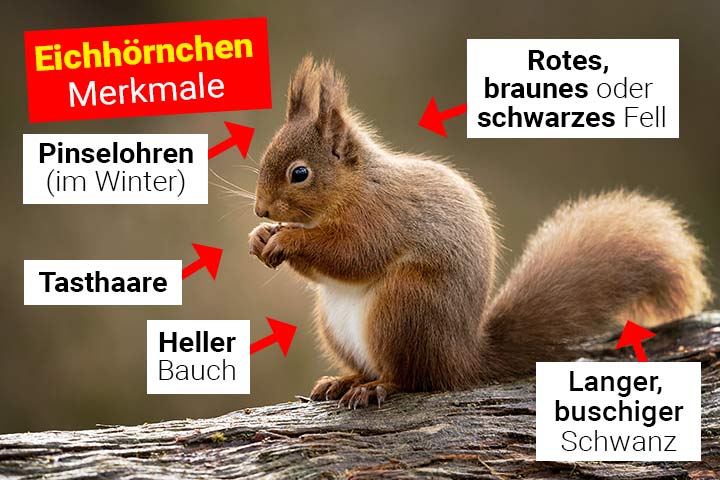 Eichhörnchen Merkmale