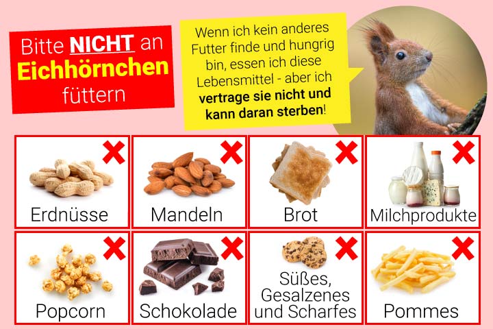 Schlechtes Futter für Eichhörnchen