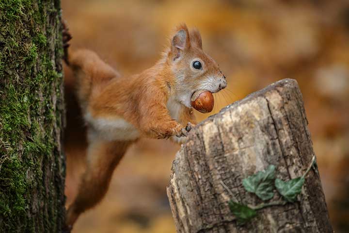 Eichhörnchen