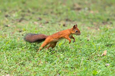 eichhoernchen springt m