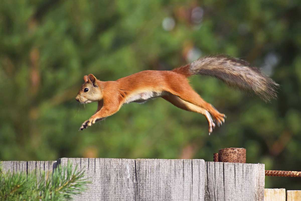 Eichhörnchen