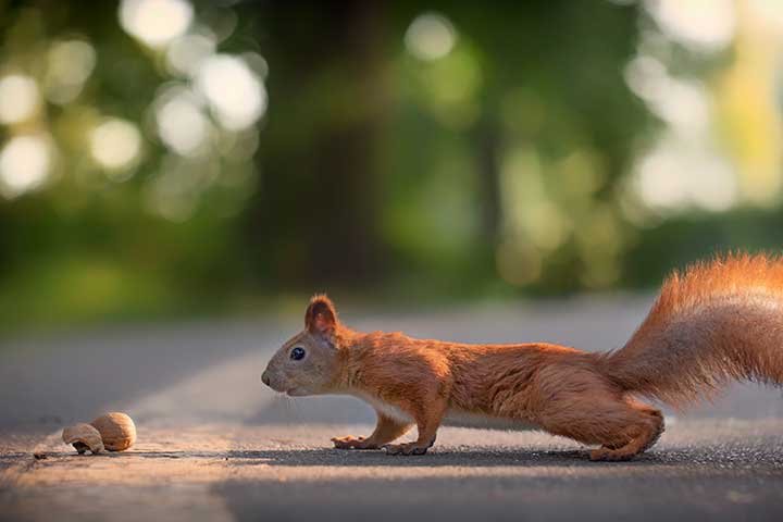 Eichhörnchen