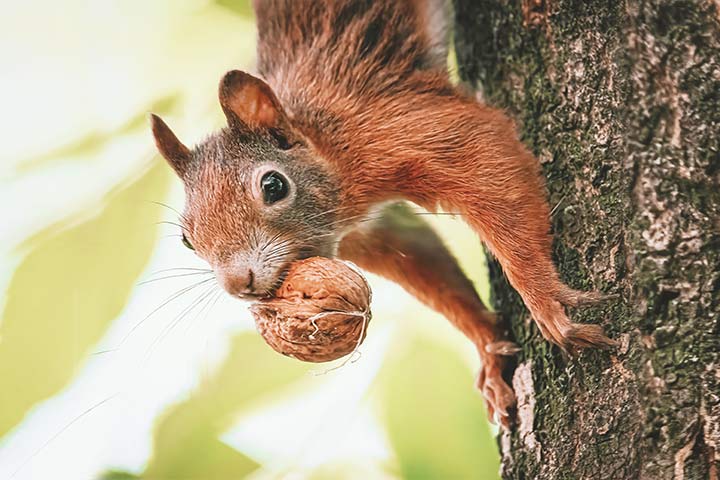 Eichhörnchen lieben Walnüsse