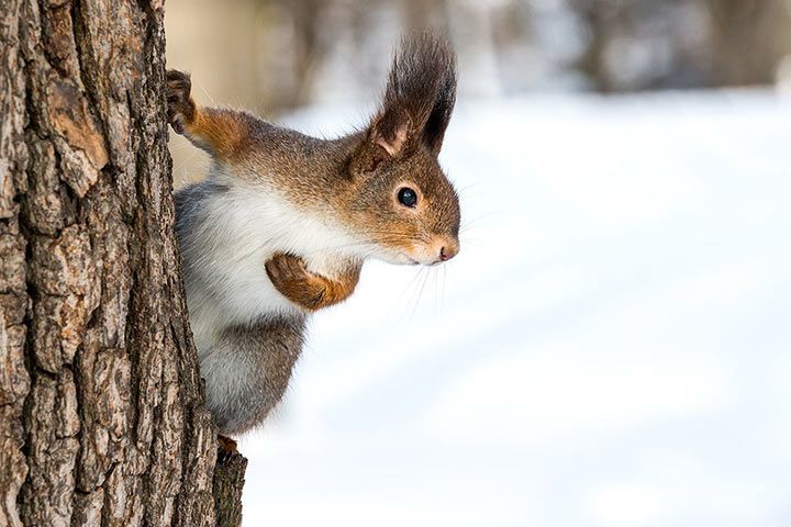 Eichhörnchen