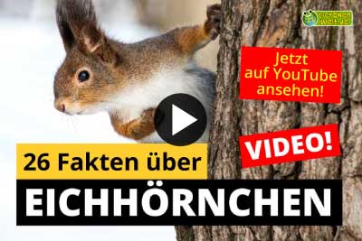 Eichhörnchen-Video - 26 Fakten über Eichhörnchen