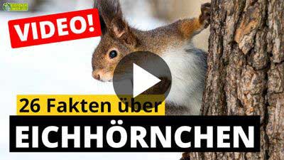 Eichhörnchen-Video - 26 Fakten über Eichhörnchen