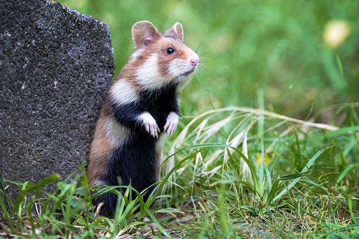 Feldhamster