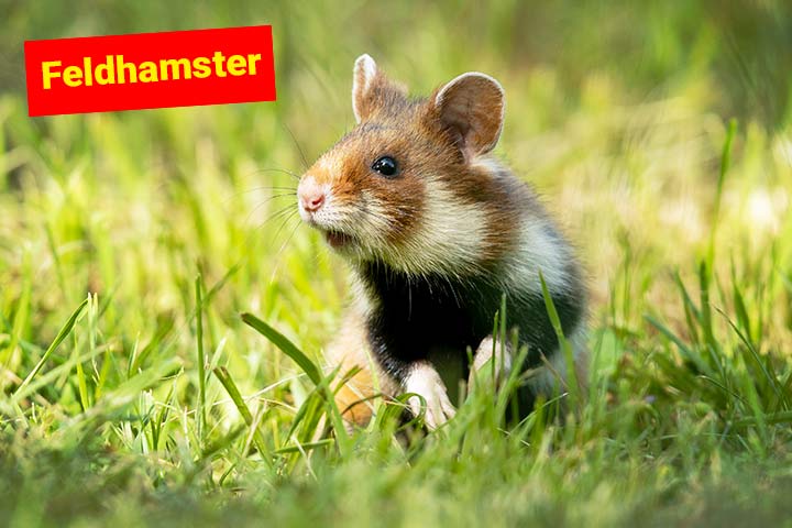 Feldhamster
